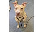 Adopt PIADA a Pit Bull Terrier, Mixed Breed