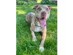 Adopt MARBLE CAKE a Pit Bull Terrier, Mixed Breed