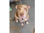 Adopt MARBLE CAKE a Pit Bull Terrier, Mixed Breed