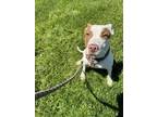 Adopt LACE a Pit Bull Terrier, Mixed Breed