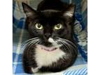 Adopt Paula a Domestic Short Hair