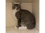 Adopt Barbie a Domestic Short Hair