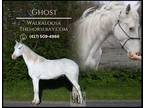 Meet Ghost White Walkaloosa Gelding - Available on [url removed]