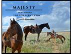 Meet Majesty Bay Trakehner Gelding - Available on [url removed]