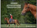 Meet Kraken Sorrel Missouri Foxtrotter Gelding - Available on [url removed]