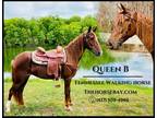 Meet Queen B Chestnut Tennessee Walking Mare - Available on [url removed]