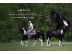 Meet Angus Black Tobiano Tennessee Walking Gelding - Available on