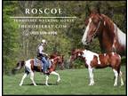 Meet Roscoe Sorrel Paint Tennessee Walking Horse - Available on