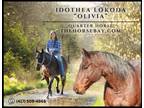 Meet Olivia Bay Roan Quarter Horse Mare - Available on [url removed]
