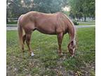 Junior barrel horse