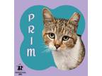 Adopt Prim a Domestic Short Hair