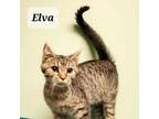 Adopt Elva a Domestic Short Hair