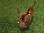 Adopt ROSIE a Pit Bull Terrier, Mixed Breed