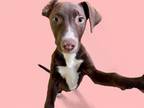 Adopt CHOCO a Pit Bull Terrier, Mixed Breed