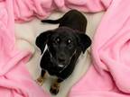 Adopt KATIE a Greater Swiss Mountain Dog, Mixed Breed