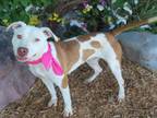 Adopt CHEEZ a Pit Bull Terrier, Mixed Breed