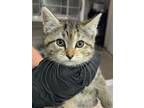 Adopt Gherkin a Domestic Short Hair