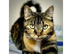 Adopt Myrrh a Domestic Short Hair