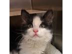 Adopt Brooke a Domestic Medium Hair