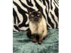 Adopt Sassy a Siamese