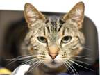 Adopt Freedom a Domestic Short Hair