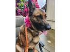 Adopt Primrose (mcas) a German Shepherd Dog