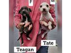 Adopt Teagan a Terrier, Mixed Breed