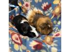 Adopt Blanche bonded to Dorothy a Guinea Pig