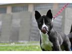 Adopt Ghirardelli a Mixed Breed