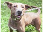 Adopt Missy a Mixed Breed