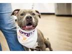 Adopt Scottie a Mixed Breed