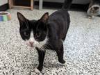 Adopt Mystra a Domestic Short Hair