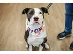 Adopt Whitney a Mixed Breed