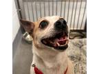 Adopt Ivory a Jack Russell Terrier