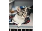 Adopt FREYA a Domestic Short Hair