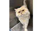 Adopt Ivy **COURTESY POST** a Persian
