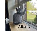 Adopt Albany (24-241) a Domestic Medium Hair