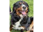 Adopt Jane a Bernese Mountain Dog