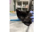Adopt Spectacled Flying Fox a Domestic Short Hair