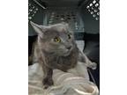 Adopt Princesse a Domestic Medium Hair, Domestic Short Hair