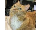 Adopt Chieftess a Domestic Long Hair