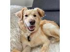 Adopt Goldilocks a Golden Retriever