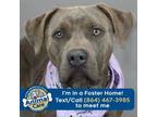 Adopt Krystal a Pit Bull Terrier