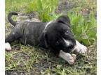 Adopt Onyx a American Staffordshire Terrier, Mixed Breed