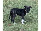 Adopt Onyx a American Staffordshire Terrier, Mixed Breed