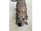 Adopt Sheba a Pit Bull Terrier