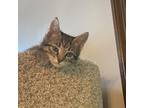 Adopt Sweetberry a Domestic Short Hair