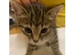 Adopt SPARKLE a Domestic Short Hair