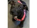 Adopt RAVEN a Pit Bull Terrier