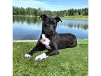 Adopt NINA a Labrador Retriever, Pit Bull Terrier